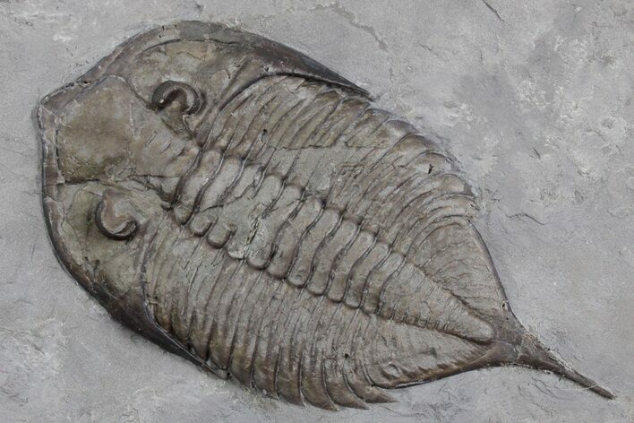 Dalmanites Trilobite Fossil - New York #357127